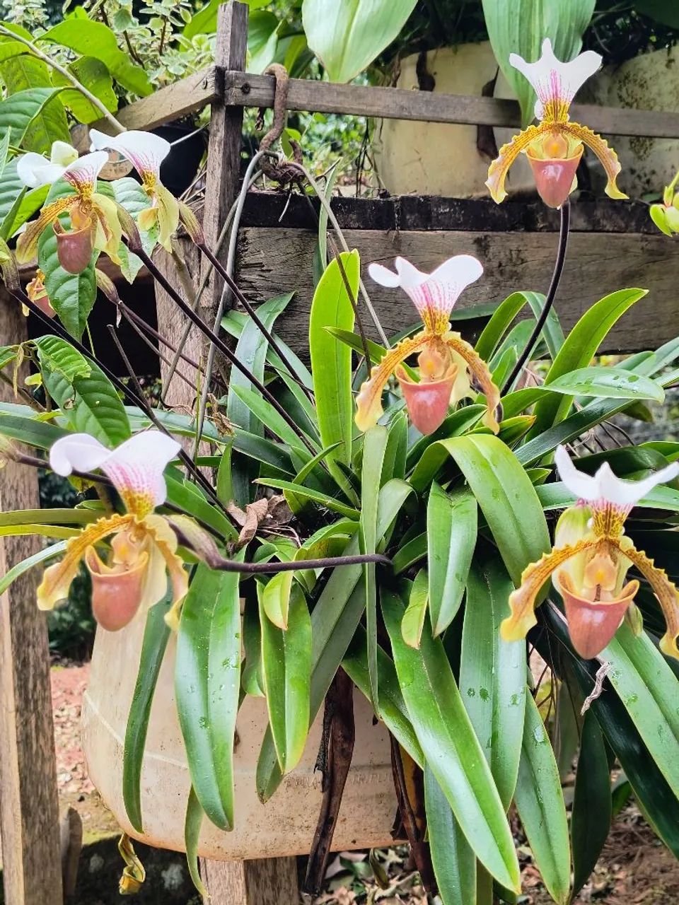 Orquídeas  - Foto 2