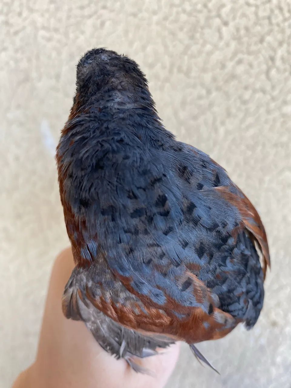 Ovos ferteis de codorna chinesa