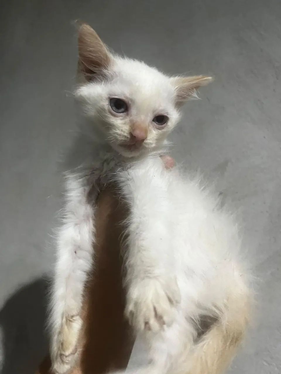 Gato adoção responsável  - Foto 3