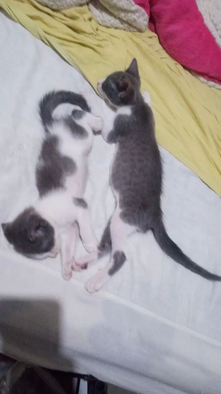 Doação de gatinhos , garanto castração. ? A procura de um lar . 