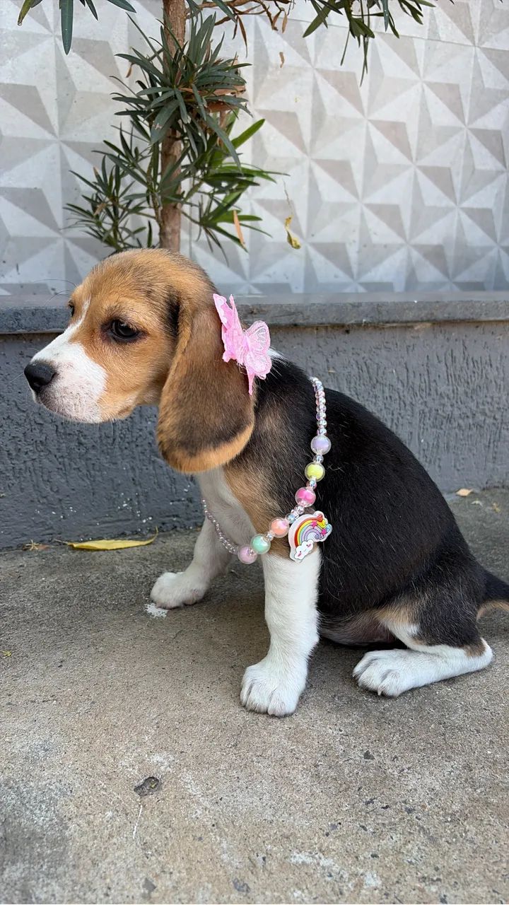 Beagle - Foto 3