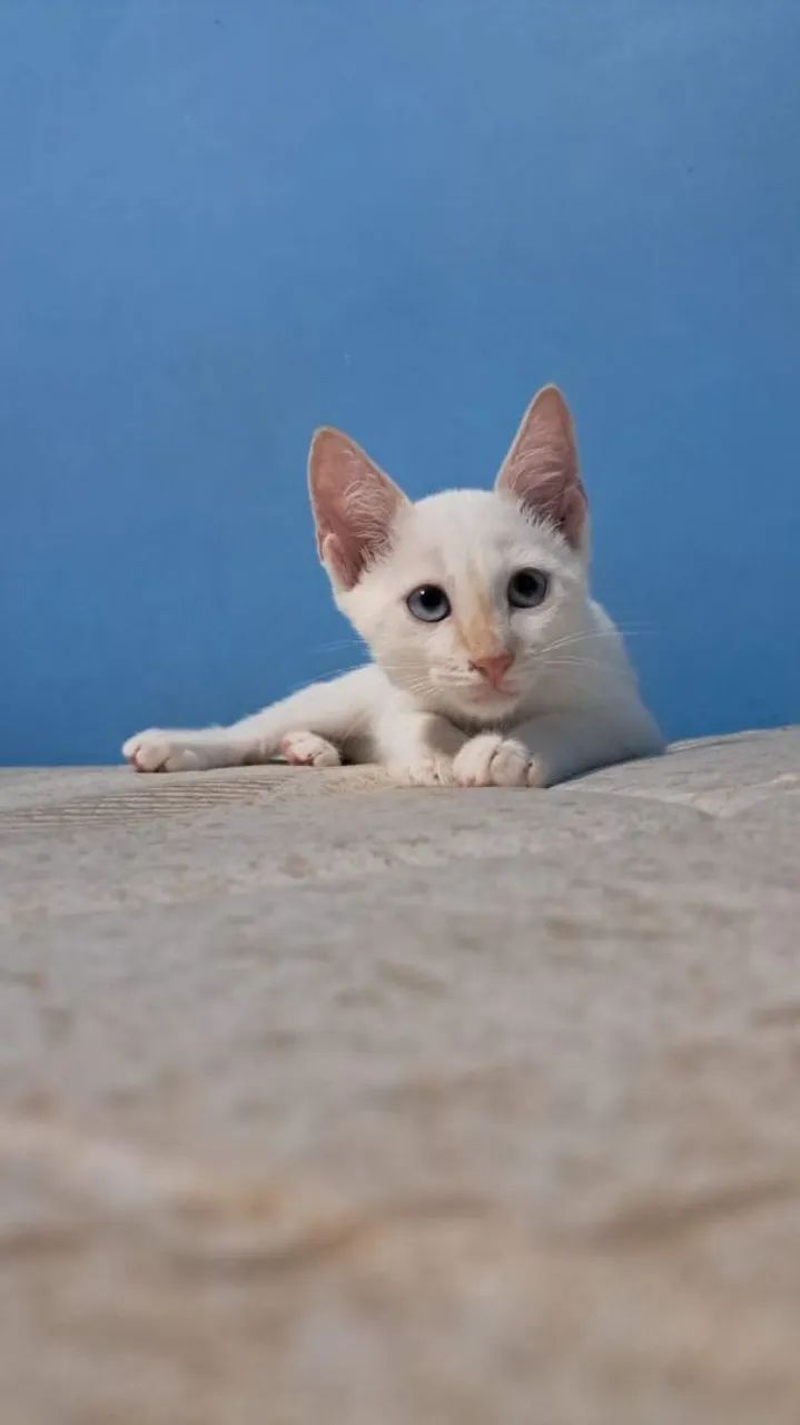 Doação Gatos - Foto 3