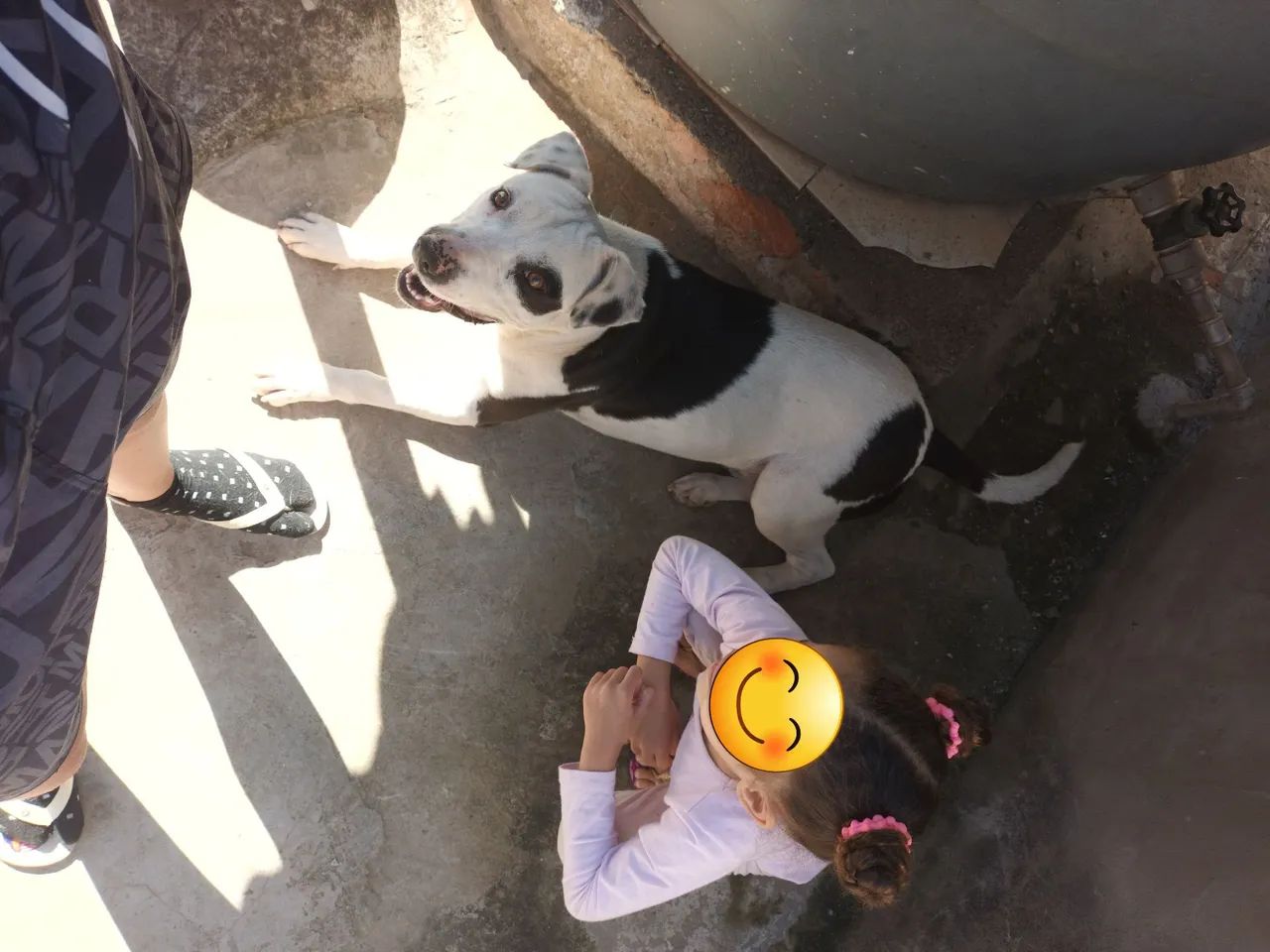 Doa-se Cachorro