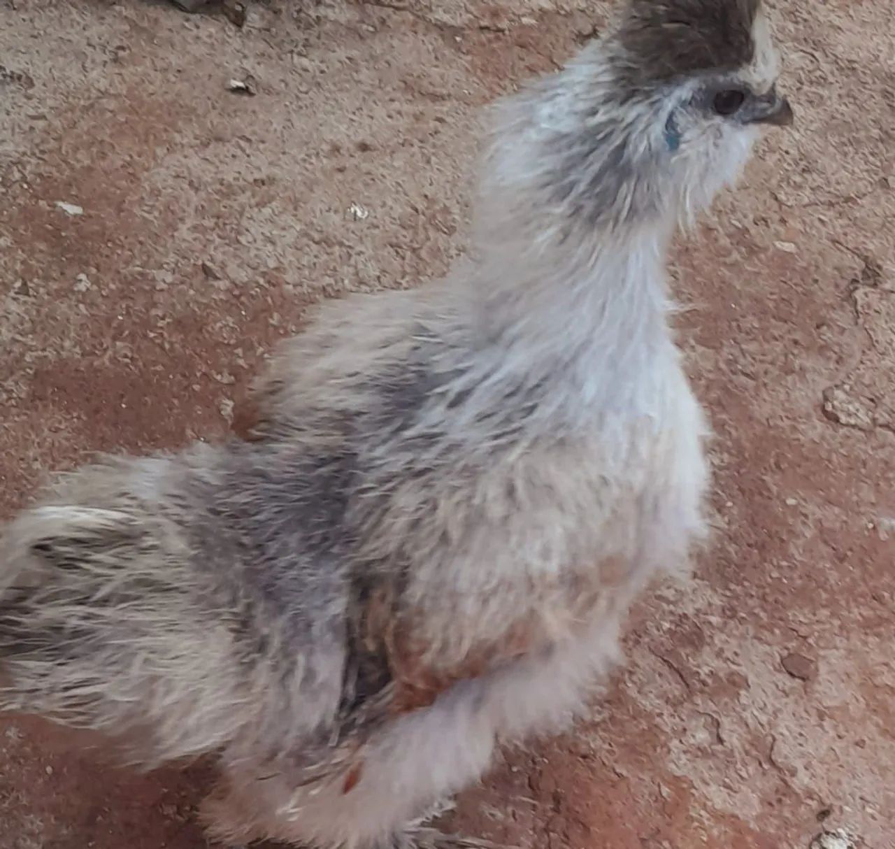 Vendo galo egalinha sedosa + duas mestiças