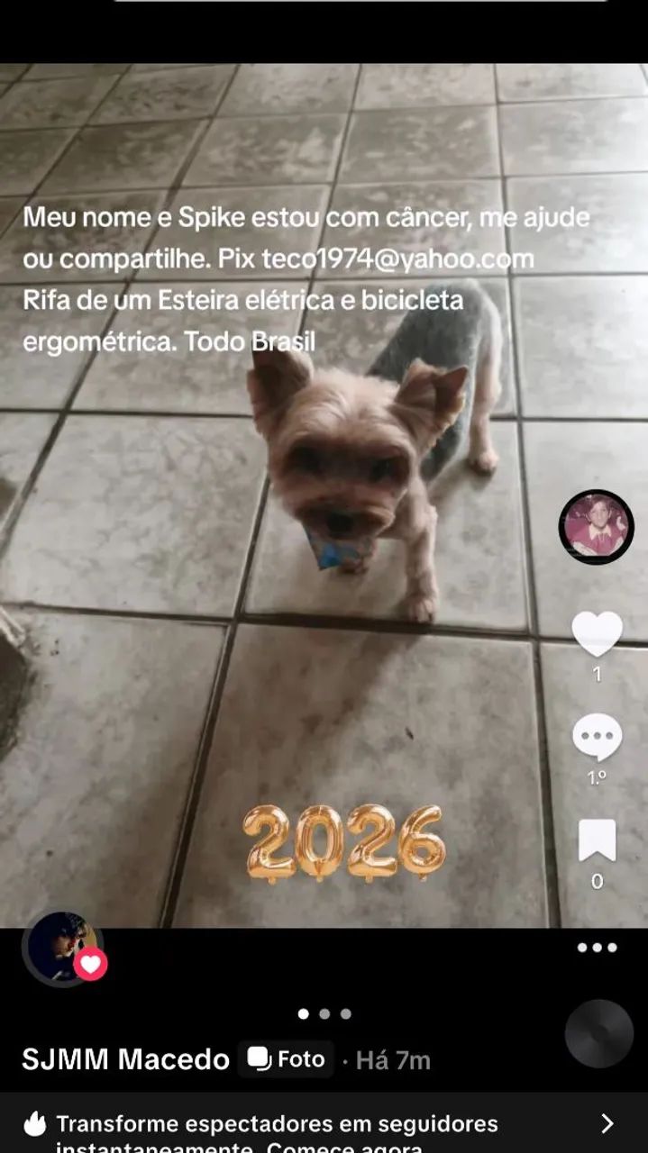 Yorkshire Terrier precisa de ajuda 