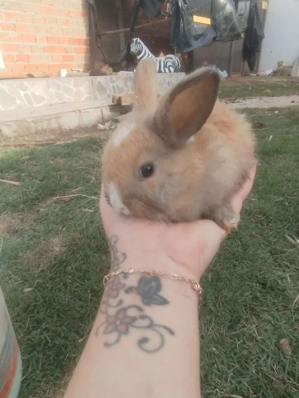 Coelhinhos mini Lion  - Foto 2