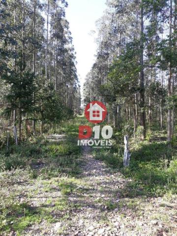 Chácara com 4 dormitórios à venda, 36000 m² por R$ 500.000 - Vila Santa Catarina - São Joã - Foto 4