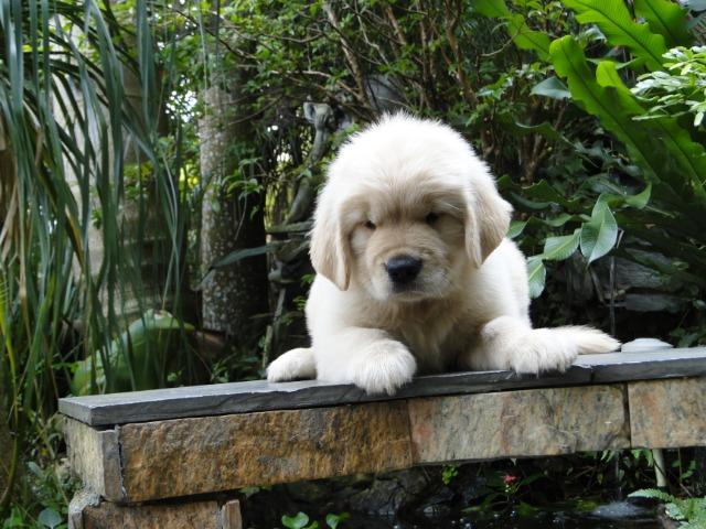 Golden Retriever - belíssimos filhotes Canil Tajj Mahall. Faça a sua reserva !!! - Foto 4