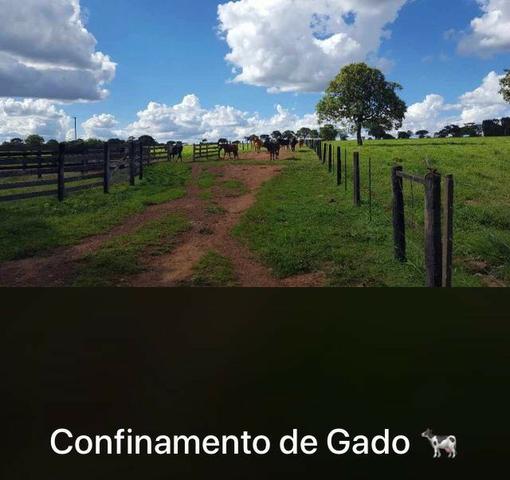 Fazenda Estrada Ponte Alta-GO- 60 Hectares - Foto 5