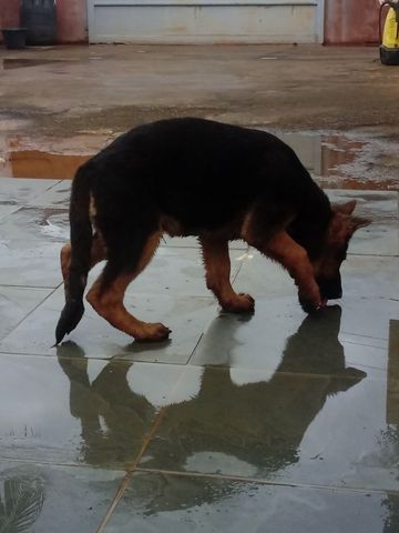 Cachorros - Foto 3