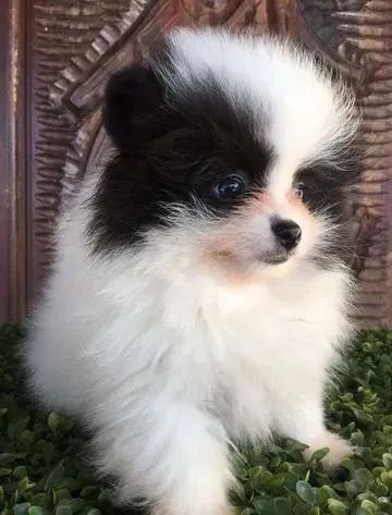 Filhotes fêmeas spitz alemão lulu pomerania super fofas 