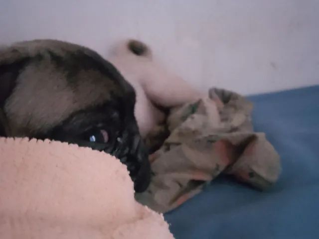 Pug fêmea 800  - Foto 2