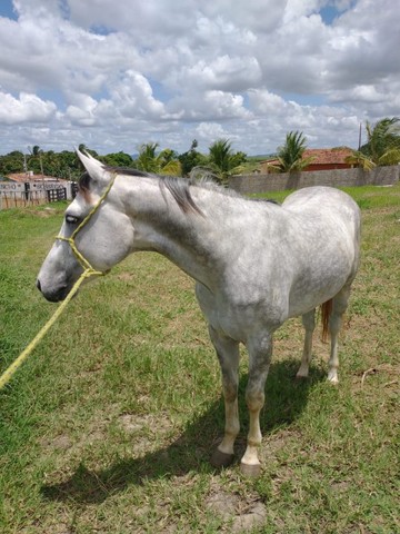  potro à venda 