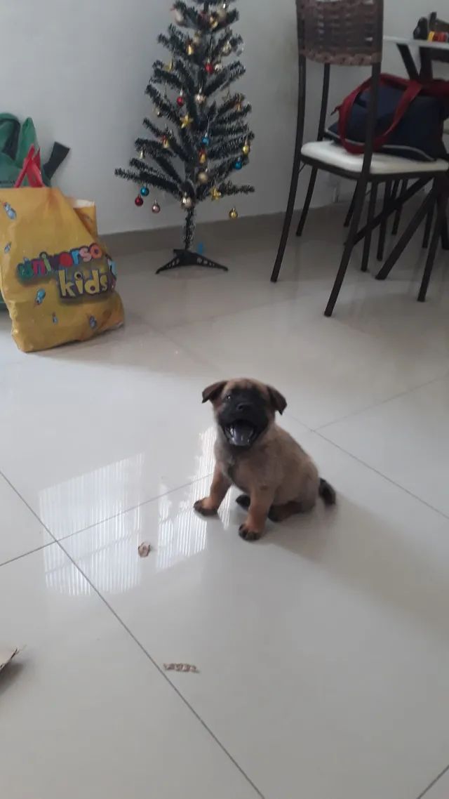 Adoção de 5 filhotinhos - Foto 2