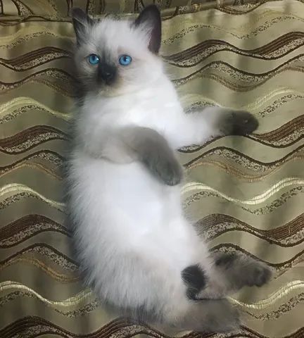 Majestic*Filhotes Disponíveis*Olhos azuis*2 meses*Fotos Reais*Filhote Siamês*Pais no local - Foto 2