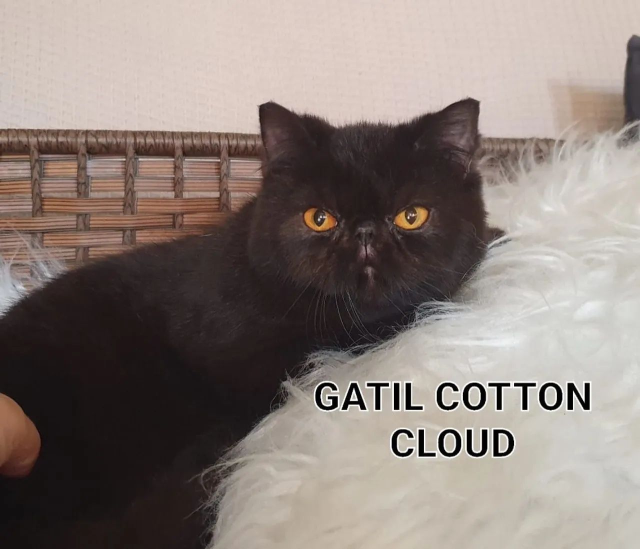 Gato exótico preto - Foto 3