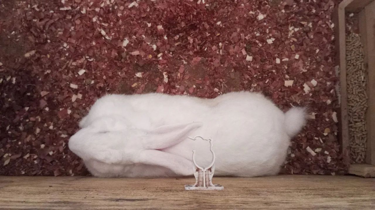 Coelho "Gigante de Flandres) - Foto 4