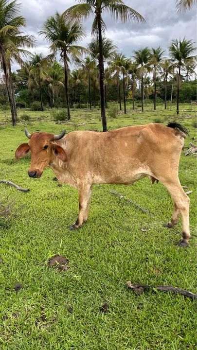 Vende-se vaca  - Foto 2