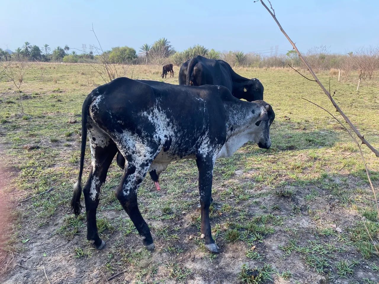 Garrote e novilha dê inseminação  - Foto 2