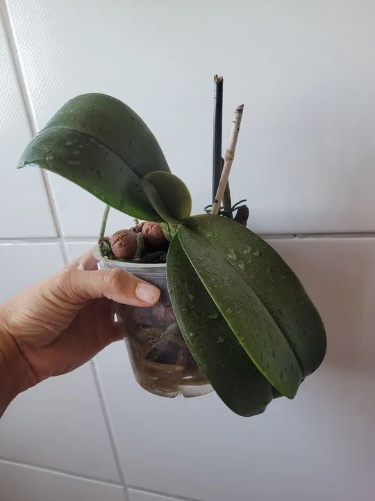Orquídea já replantada