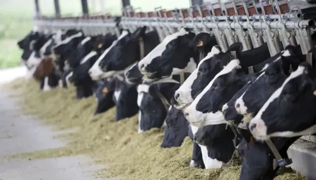 Silagem Milho Ensacado e a Granel - Foto 2