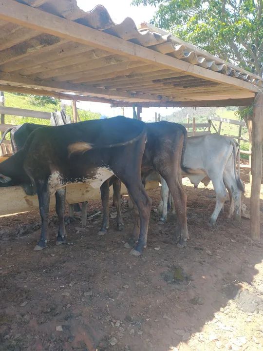 Bezerros para venda - R$ 300@ - Foto 3
