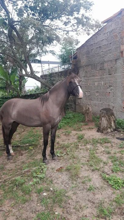 Linda Egua criola,  confirmada boa de laço - Foto 2