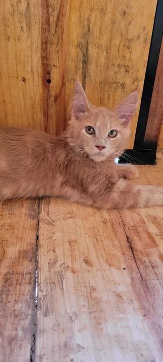 Maine coon...machos e femeas - Foto 3