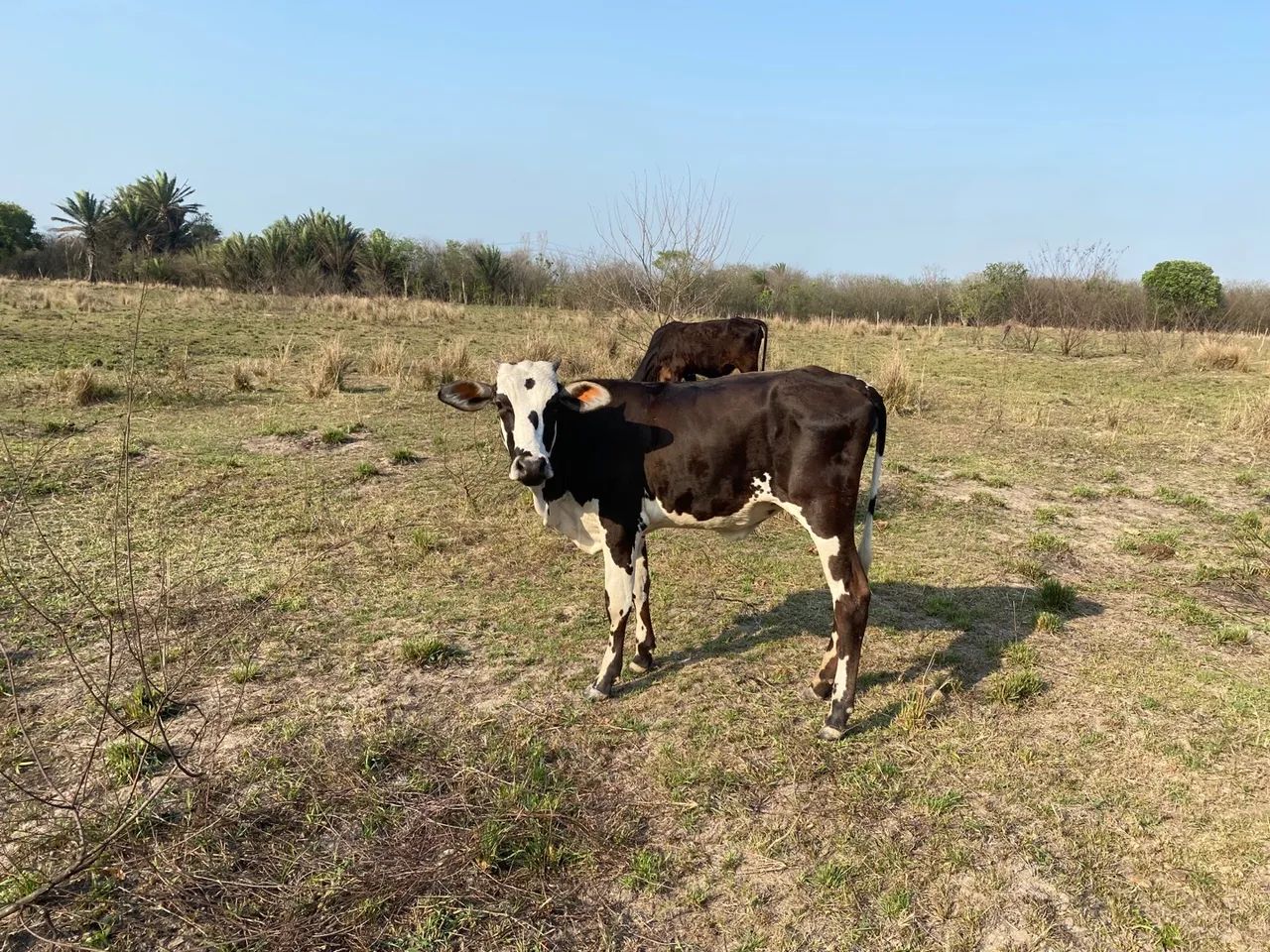 Garrote e novilha dê inseminação  - Foto 3
