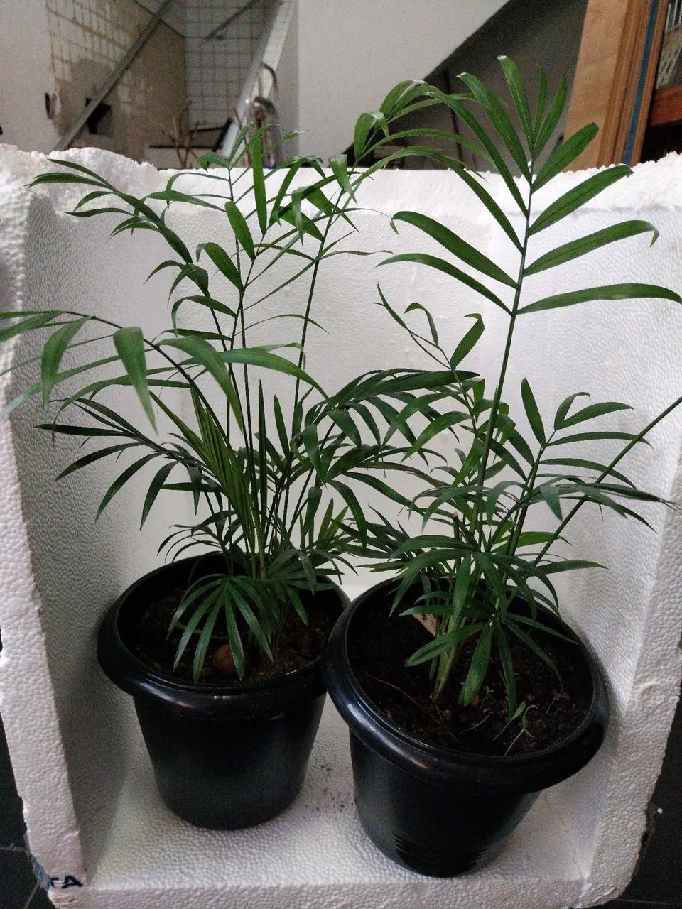 Vasos de Palmeira Chamaedorea Elegans (ver descrição)