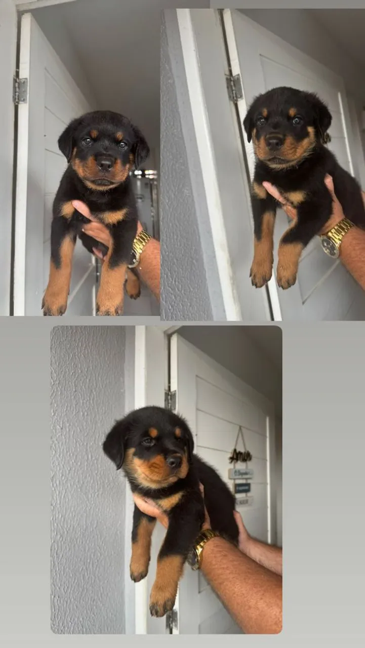 Filhotes de Rottweiler puros para venda!!