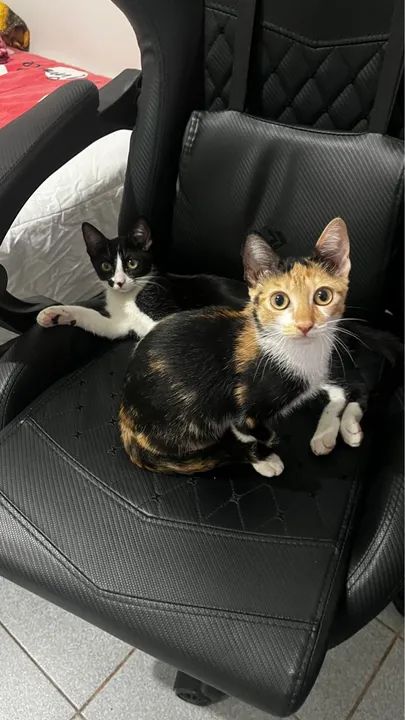 Dois gatinhos para adoção