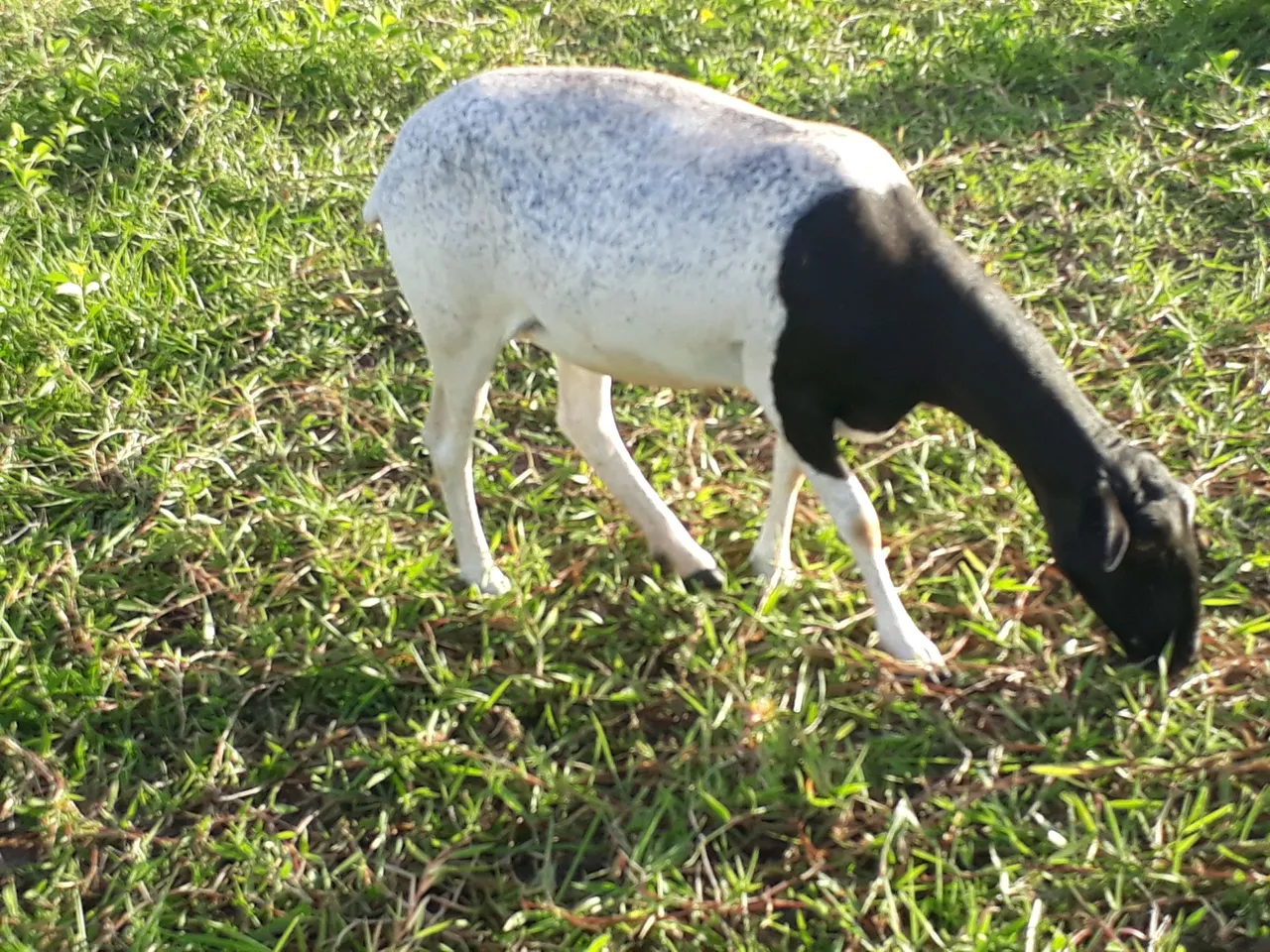 Vendo ovelha muito boa enxertada