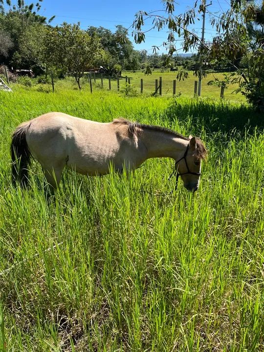 Potra crioula - Foto 2