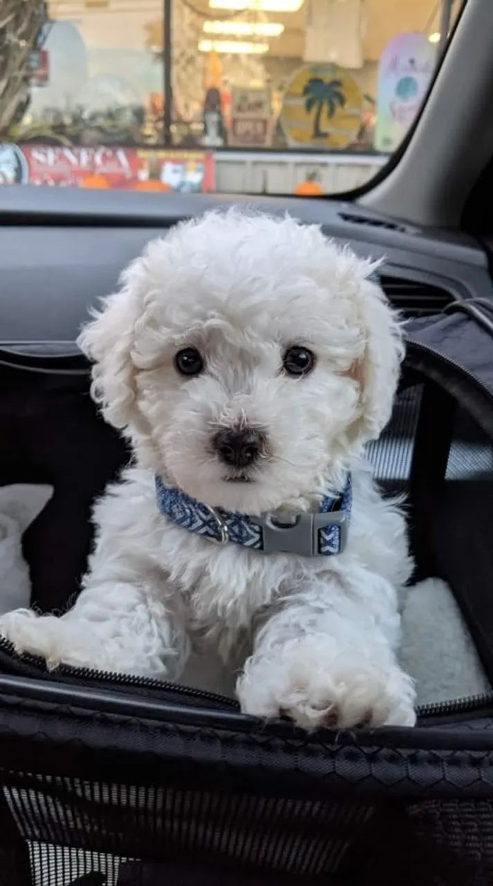 Poodle