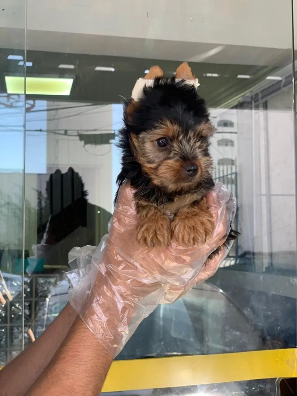 Yorkshire terrier - brincalhão e companheiro - ligue e venha buscar o seu hoje  - Foto 2