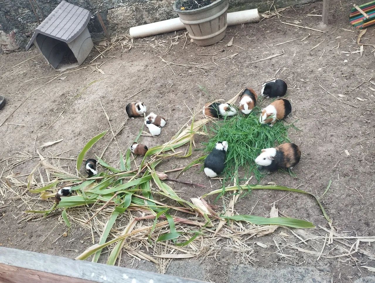 Animalzinho de estimação  - Foto 3