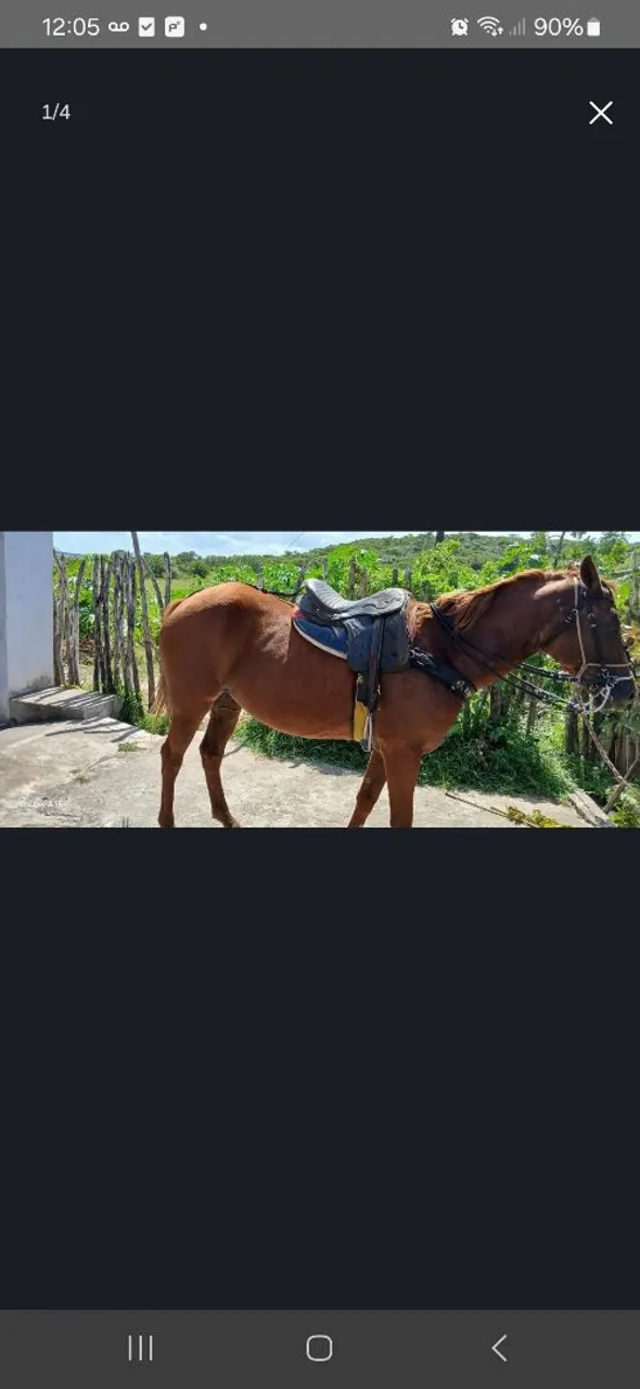 Egua de espera