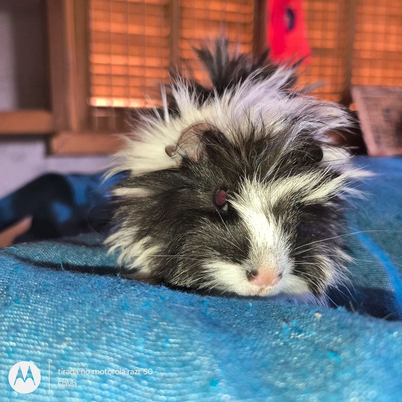 Vendo machinho porquinho da índia peruano  - Foto 4