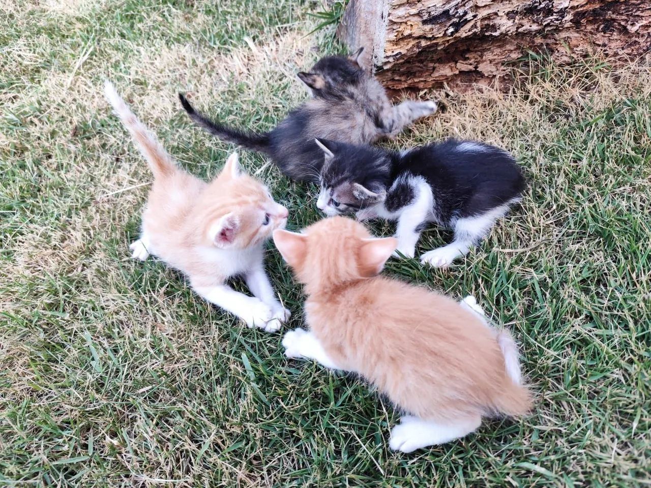 DOAÇÃO DE GATINHOS 