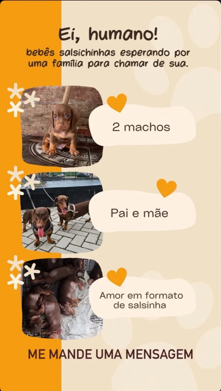 Filhotes de Dachshund (Salsichinha) para adoção!