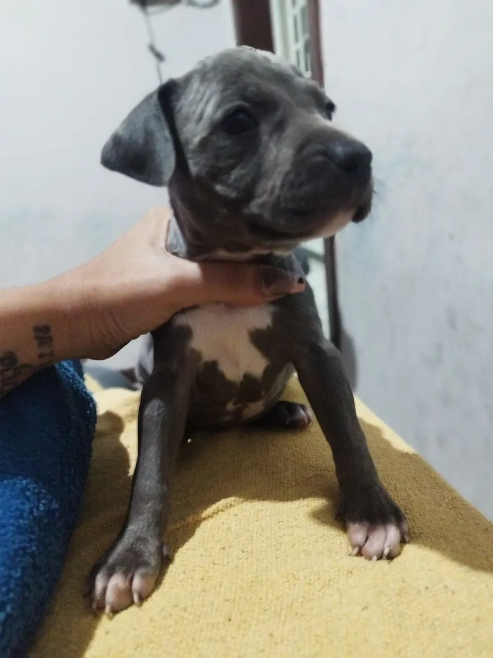 Filhote de Pitbull ( red nose)
