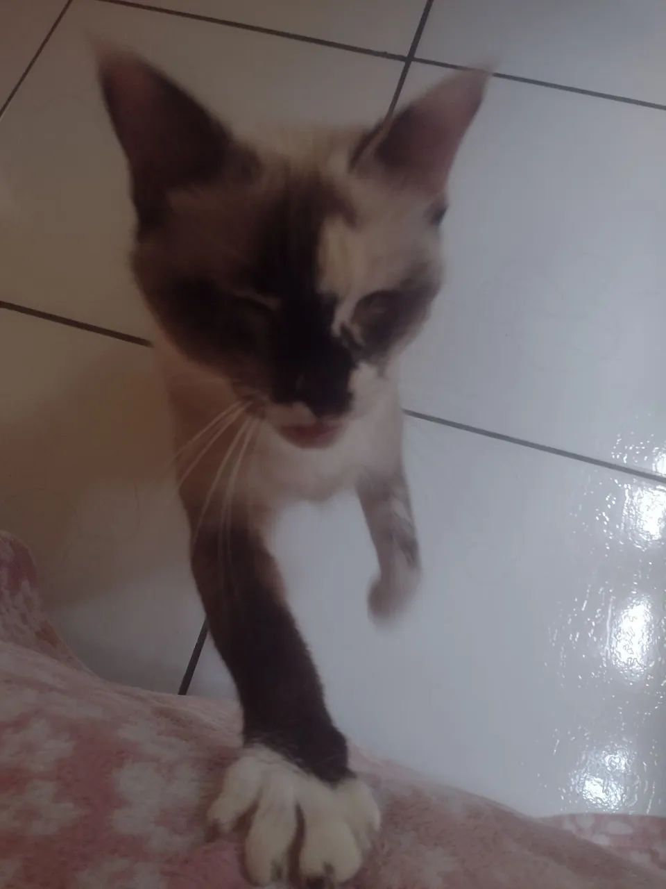 Linda Gatinha disponível para adoção - Foto 3