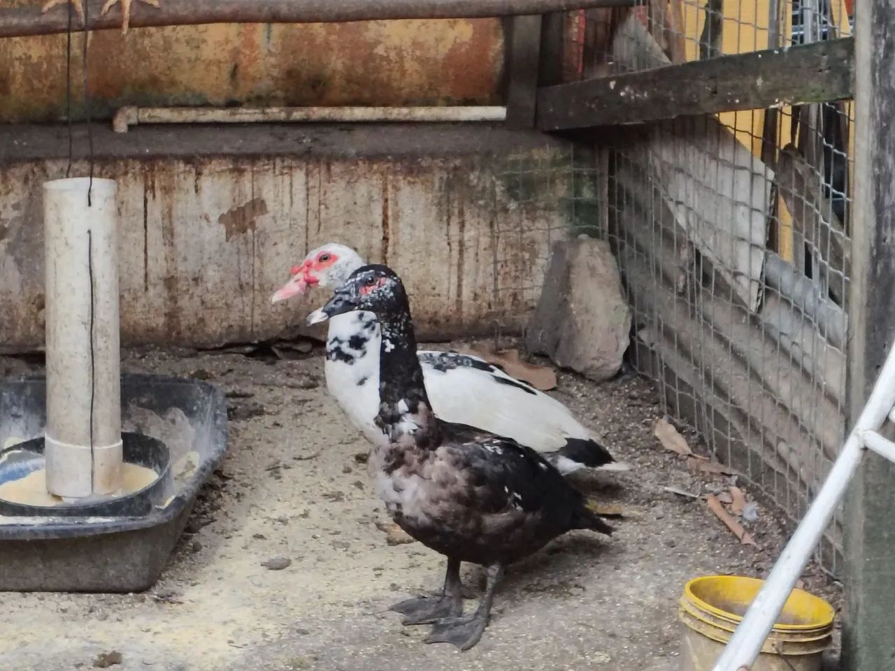 Galinhas galos indios raciados e dois patos  - Foto 2