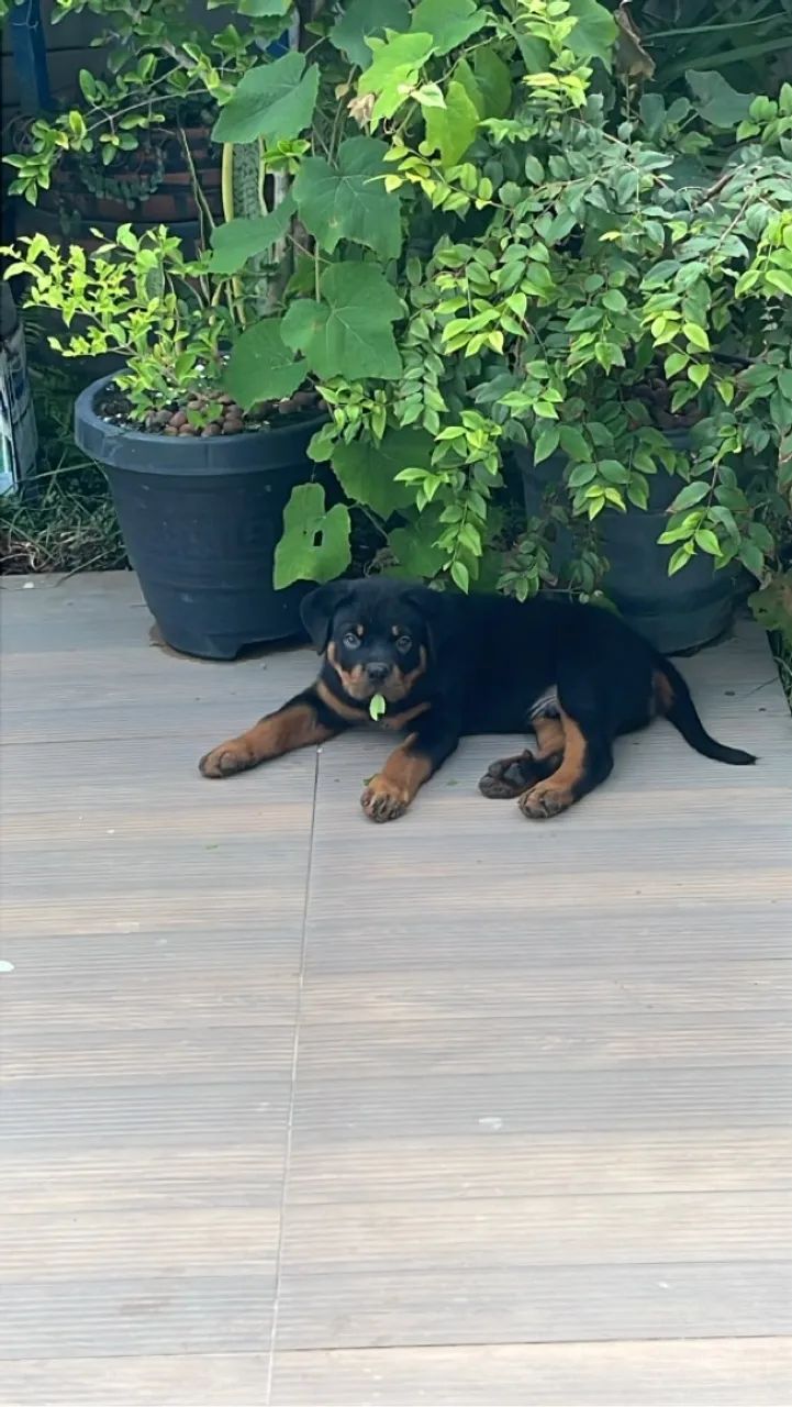 Filhote Rottweiler
