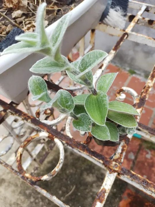 Muda planta teia de aranha - Foto 3