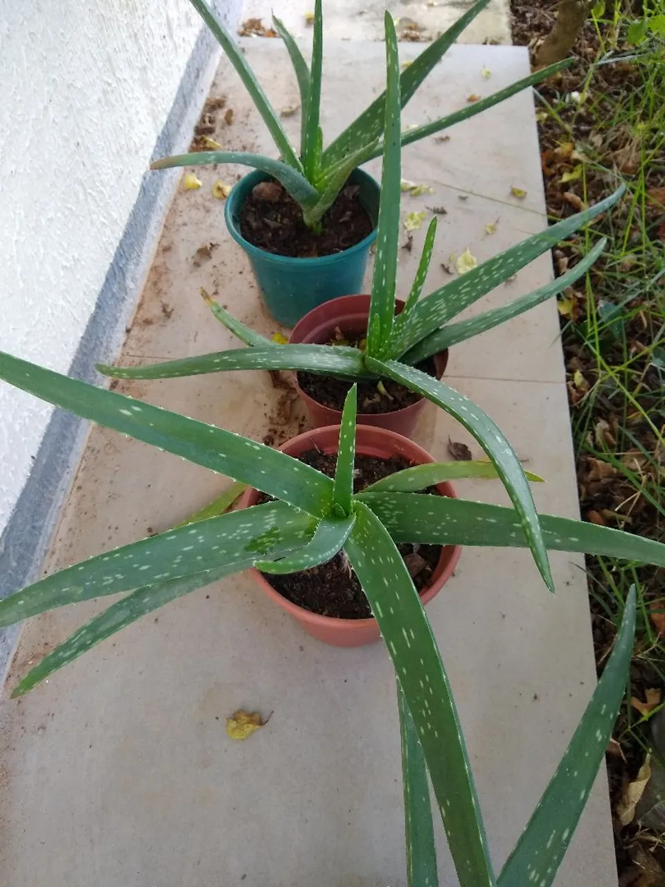 Babosa - Aloe Vera - Mudas de fácil cultivo