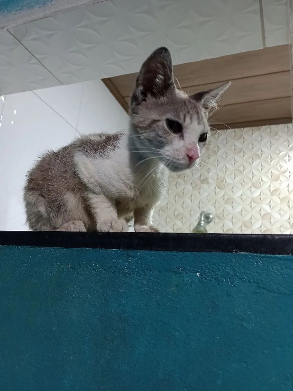 Gatinho lindo para adoção - Foto 3