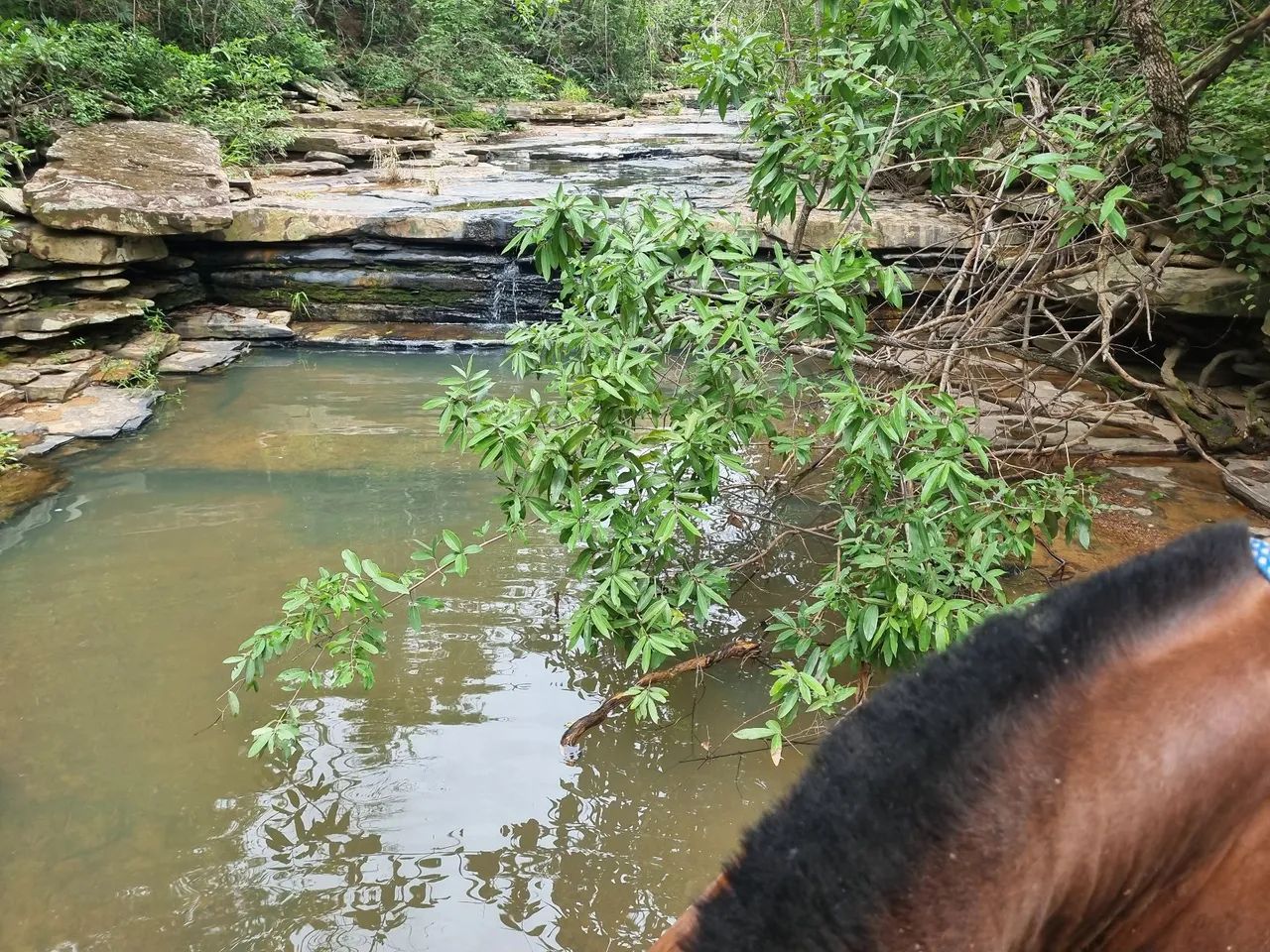 OPOTUNIDADE!! Fazenda 202 Hectares Arinos-MG - Foto 5