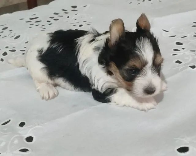 Biewer Terrier Mini Macho Obediente e Amoroso